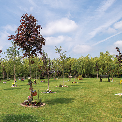 Memorial Trees